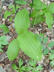 Cypripedium calceolus