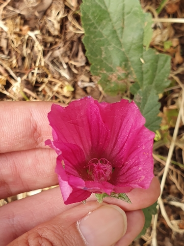 Image of Malope malacoides by (c) Mehdi Chetibi, some rights reserved (CC BY)