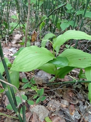 Cypripedium calceolus