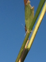 Eragrostis ciliaris