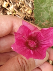Malope malacoides