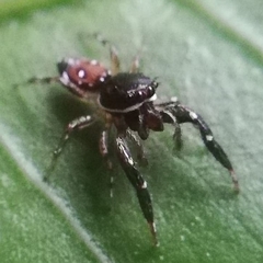 Araneae