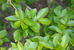 Rhododendron kaempferi