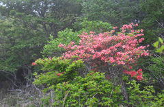 Rhododendron kaempferi