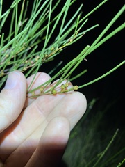 Acacia juncifolia