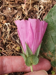 Malope malacoides