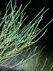 Acacia juncifolia