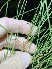 Acacia juncifolia