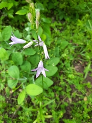 Campanula rapunculus