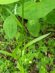 Campanula rapunculus