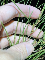 Acacia juncifolia