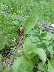 Cypripedium calceolus