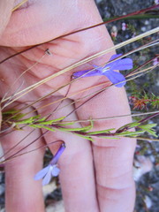 Lobelia chamaepitys