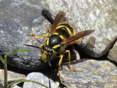 Dolichovespula sylvestris