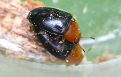 Triplax rufipes