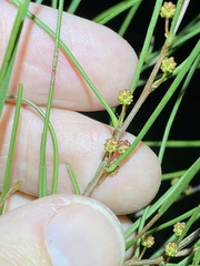 Acacia juncifolia