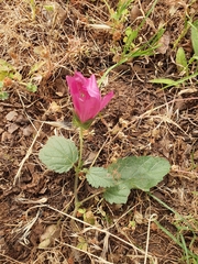 Malope malacoides