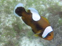 Amphiprion polymnus