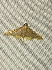 Prophantis smaragdina