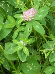 Trifolium medium