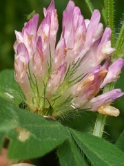 Trifolium medium