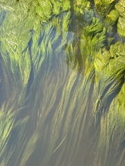 Cladophora glomerata