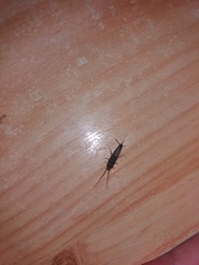 Ctenolepisma