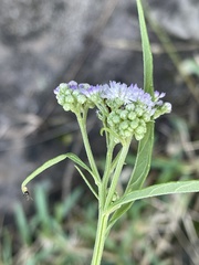 Ethulia conyzoides conyzoides