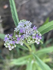 Ethulia conyzoides conyzoides