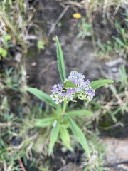 Ethulia conyzoides conyzoides