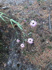 Cosmos bipinnatus