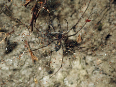 Nanocambridgea gracilipes