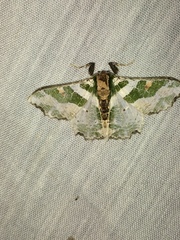 Victoria fuscithorax