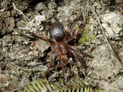 Hypodrassodes maoricus