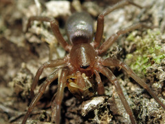 Hypodrassodes maoricus