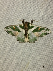 Victoria fuscithorax