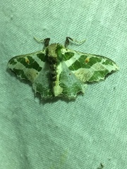 Victoria fuscithorax