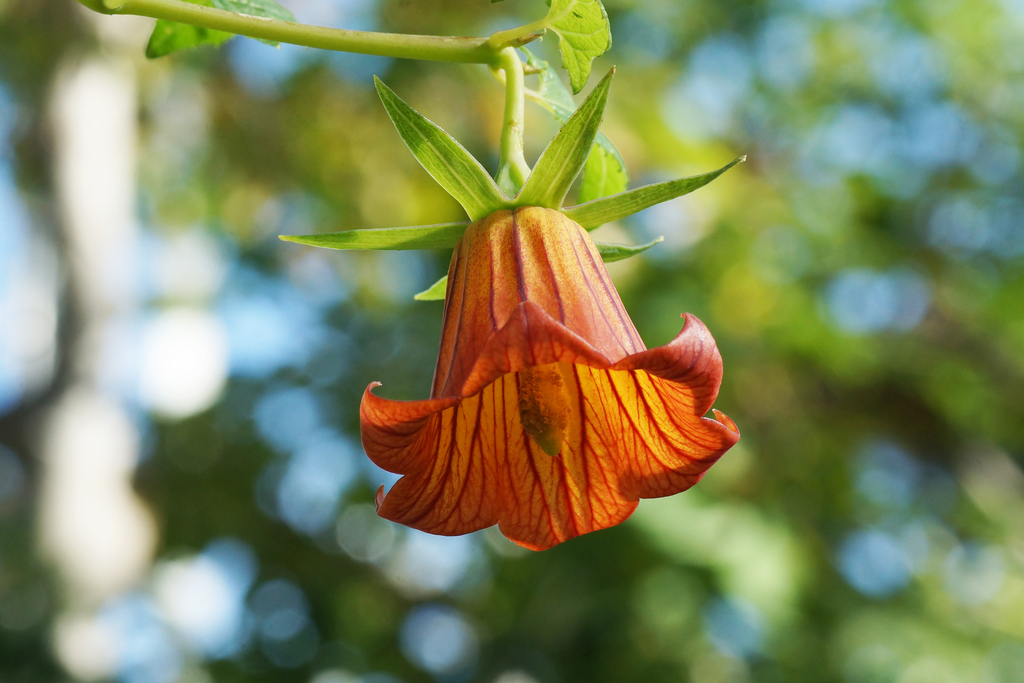 Canary Bellflower