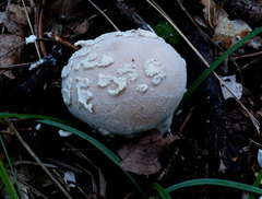 Lycoperdon mammiforme