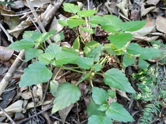 Leidesia procumbens