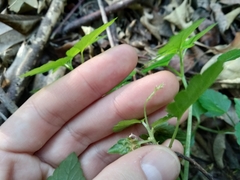 Leidesia procumbens