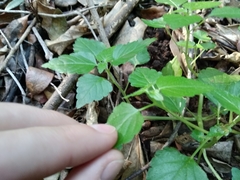 Leidesia procumbens
