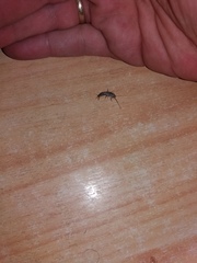 Ctenolepisma
