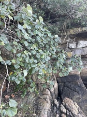 Hibiscus tiliaceus tiliaceus