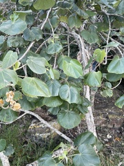 Hibiscus tiliaceus tiliaceus