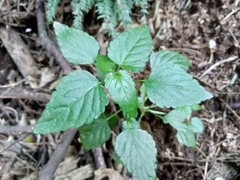 Leidesia procumbens