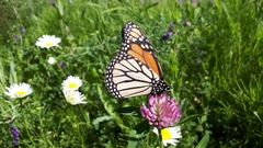 Danaus plexippus