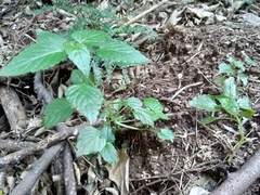 Leidesia procumbens
