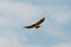 Buteo jamaicensis