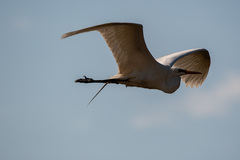 Ardea alba